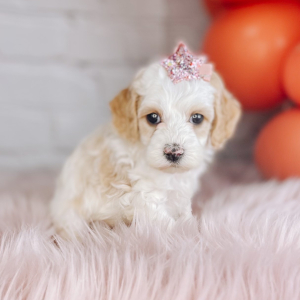 Cockapoo Puppy Sally