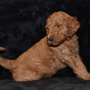 Goldendoodle Puppy Brick