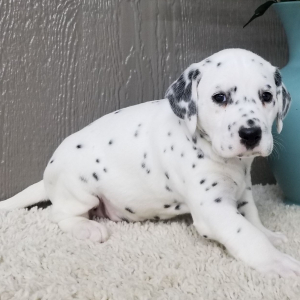 Dalmatian Puppy Simon