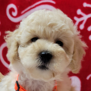 Goldendoodle Puppy Amber