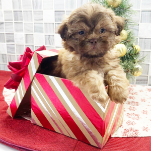 Shih Tzu Puppy Elias