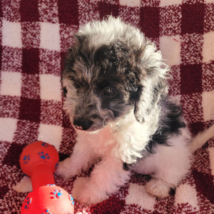 Goldendoodle Puppy Airey