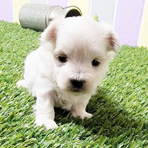 Maltese Puppy Quinn