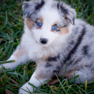 Australian Shepherd Puppy Cashs Charm