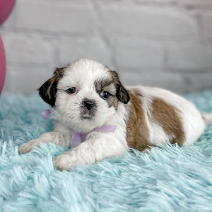 Shih Tzu Puppy Monroe