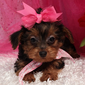 Yorkiepoo Puppy Ivy