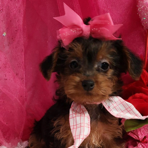 Yorkiepoo Puppy Ivy