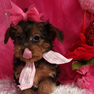 Yorkiepoo Puppy Ivy