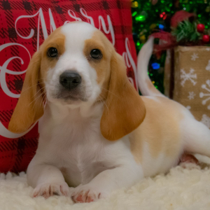 Beagle Puppy Hayden