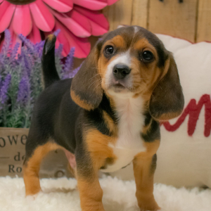 Beagle Puppy Timmy