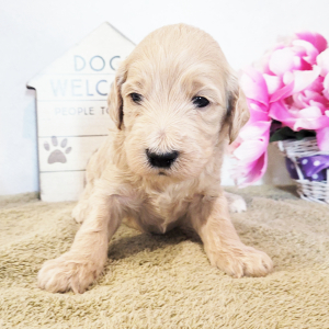 Goldendoodle Puppy Miss Tyra