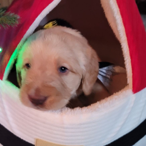Labradoodle Puppy Klaus