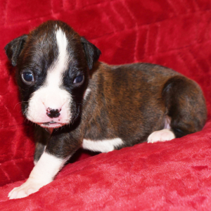 Boxer Puppy Maggie