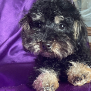 Maltipoo Puppy KJ