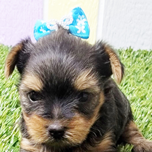Yorkshire Terrier Puppy Roxy