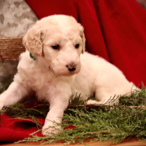 Goldendoodle Puppy Ollie