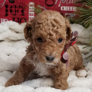 Poodle Puppy Honeybun