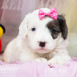 Bernedoodle Puppy Alice