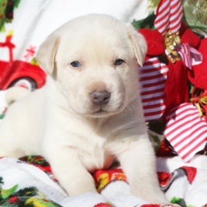 Labrador Retriever Puppy Jackson
