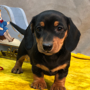 Dachshund Puppy Nibbles