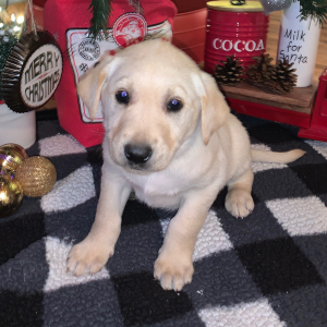 Labrador Retriever Puppy Enzo Boy