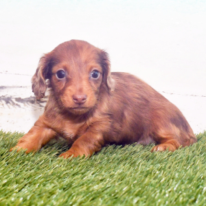 Dachshund Puppy Gizzy