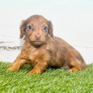 Dachshund Puppy Gizzy