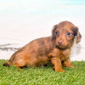 Dachshund Puppy Gizzy