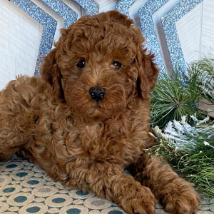 Poodle Puppy Cowboy