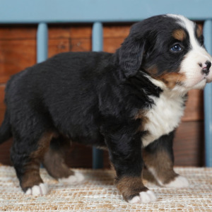 Bernese Mountain Dog Puppy Hank