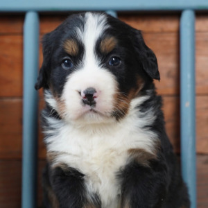 Bernese Mountain Dog Puppy Hank