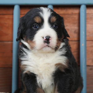 Bernese Mountain Dog Puppy Hank