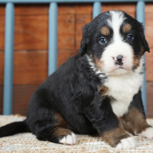 Bernese Mountain Dog Puppy Hank