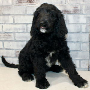 Goldendoodle Puppy Star