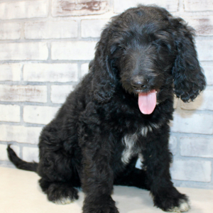Goldendoodle Puppy Star