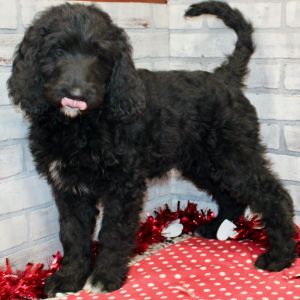 Goldendoodle Puppy Star
