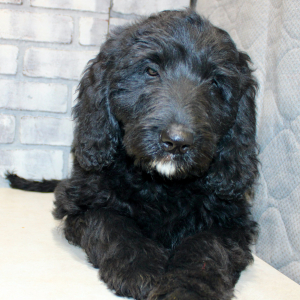 Goldendoodle Puppy Star