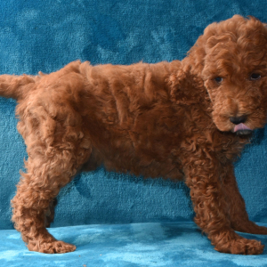 Poodle Puppy Natasha