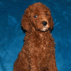 Poodle Puppy Natasha