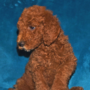 Poodle Puppy Natasha
