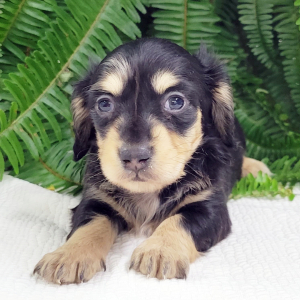 Dachshund Puppy Trudy