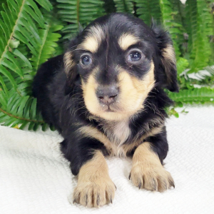 Dachshund Puppy Trudy