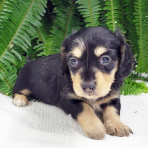 Dachshund Puppy Trudy