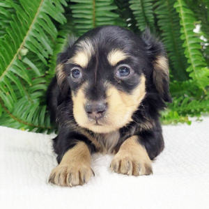 Dachshund Puppy Trudy