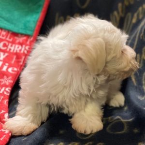 Havanese Puppy Santa Bear