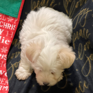 Havanese Puppy Santa Bear