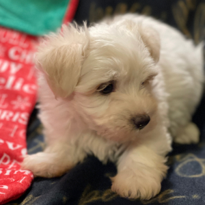 Havanese Puppy Santa Bear