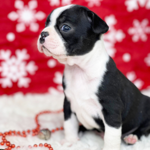 Boston Terrier Puppy Jonah