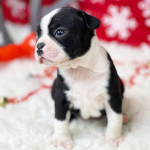 Boston Terrier Puppy Jonah