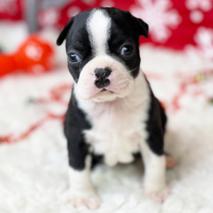 Boston Terrier Puppy Jonah